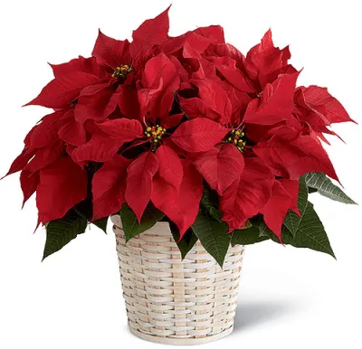 ​Red Poinsettia Planter Send to Philippines