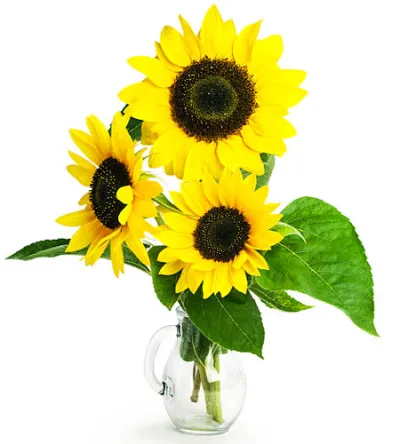 three pieces sunflower in vase