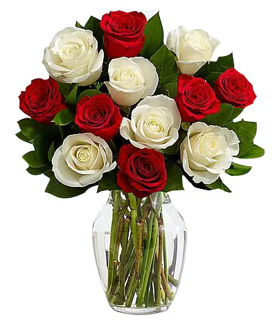 12 X-mas Mixed Roses